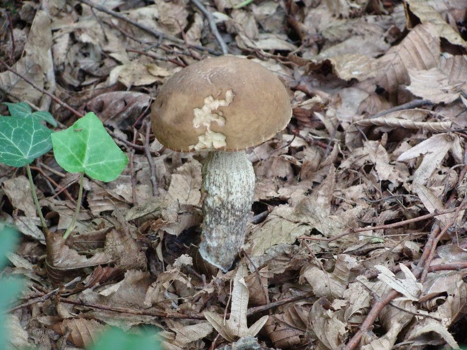 Leccinum pseudoscabrum DSC42183