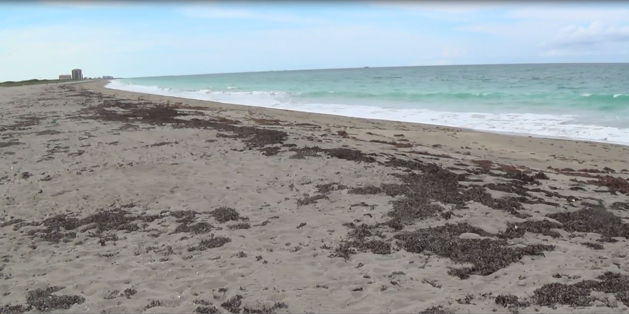 The Treasure Beaches Report Direct From Florida's Treasure Coast. 6/6