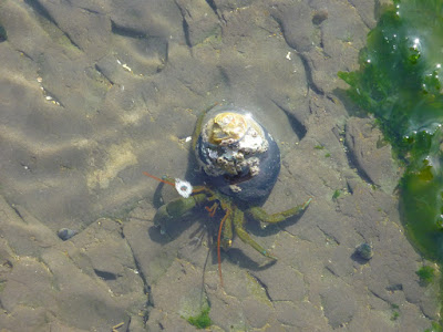 A crab using a turban snail shell for protective armor
