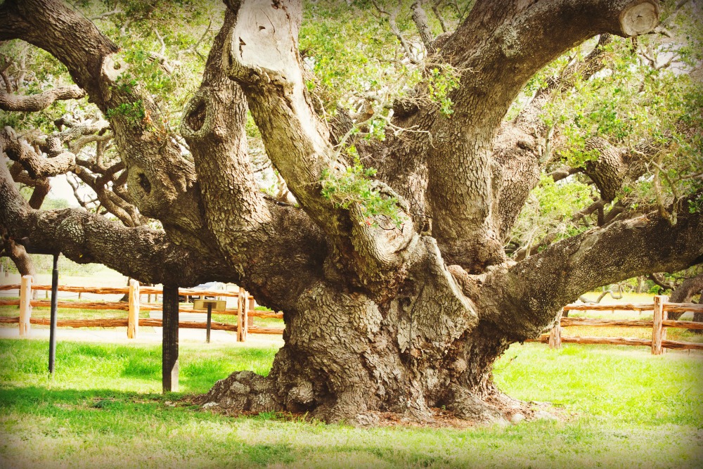 Oh Rocky Big Tree at Goose Island State Park