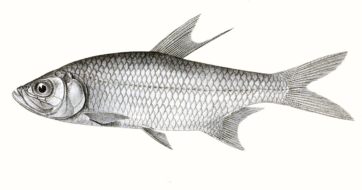 Ocracoke Island Journal Megalops cyprinoides