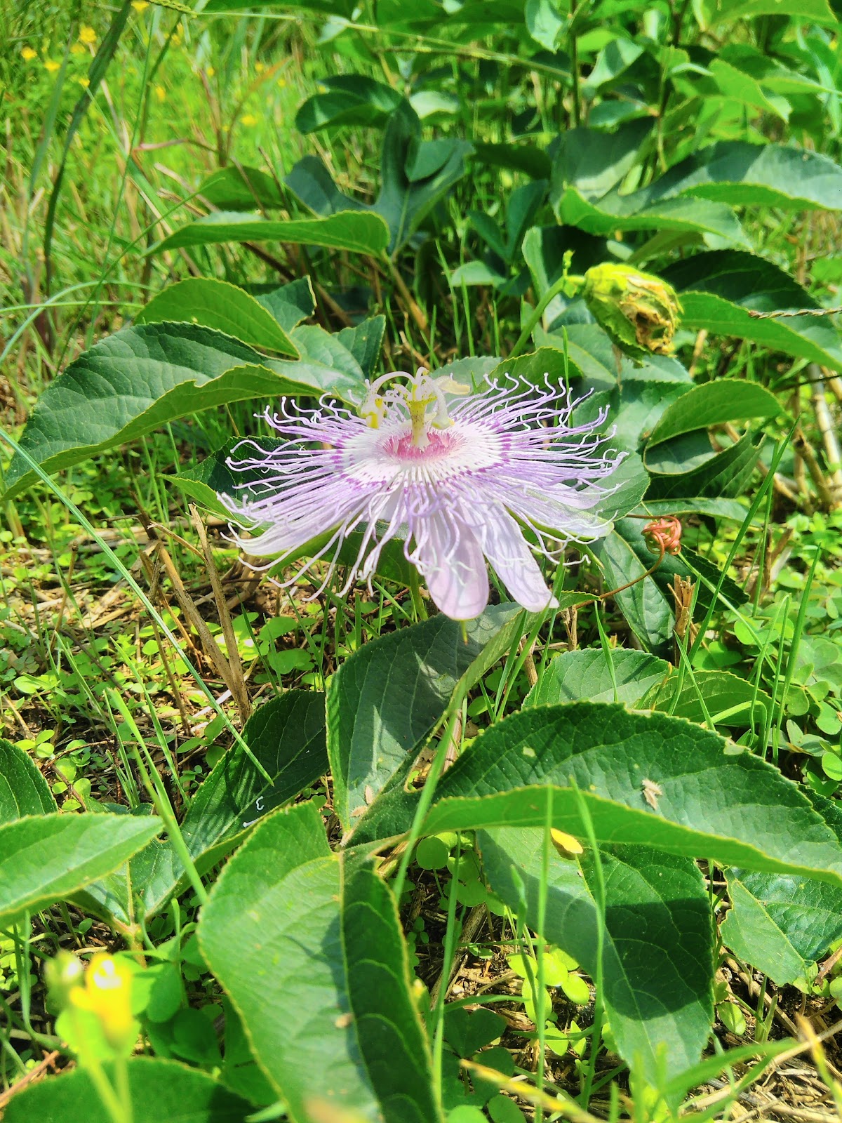 THE NATURAL SOUTH: Passiflora incarnata: Purple Passion Flower