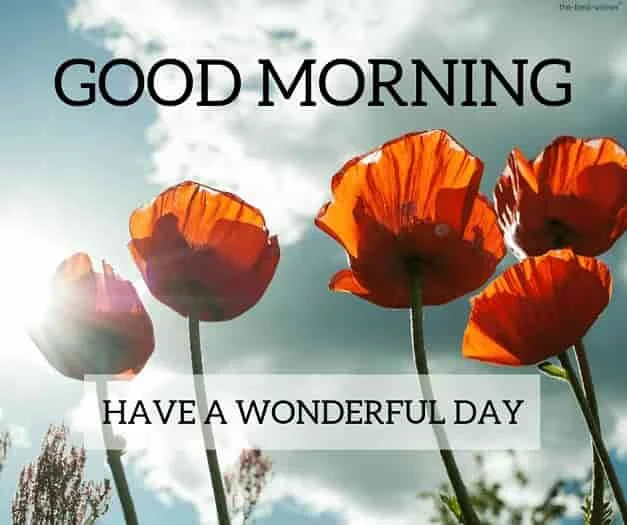 good morning images with orange flowers