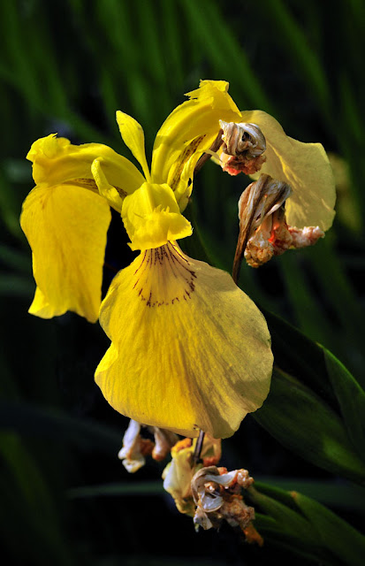 iris des marais, iris pseudocarust