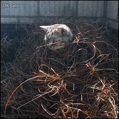 Art Cat GIF • Cat hiding from responsibilities. "Are they still there? Yup, still there". Fast Hide and seek + Peek-a-boo" Art Cat GIF • Cat hiding from responsibilities. "Are they still there? Yup, still there". Fast Hide and seek + Peek-a-boo"