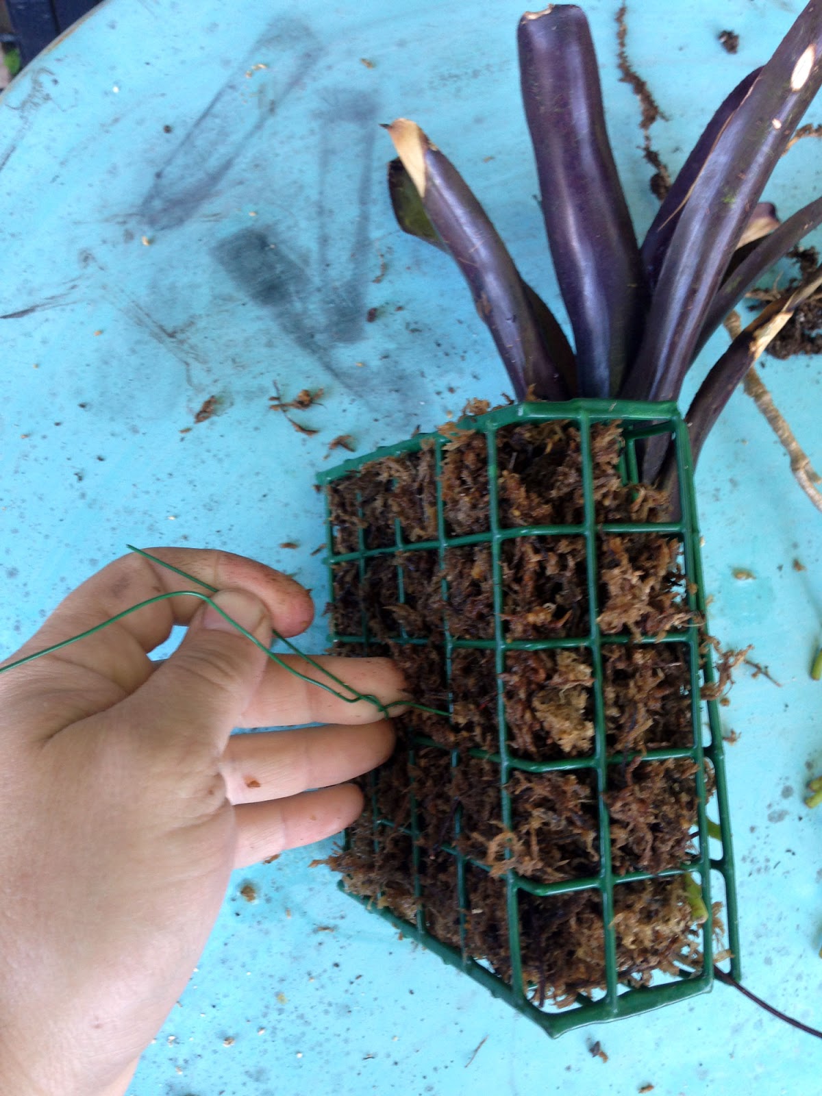 The Rainforest Garden Make a Vertical Garden from Cheap Suet Basket
