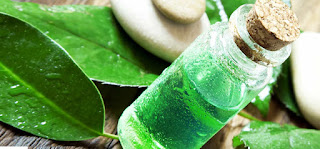 cara menghilangkan kelemumur cuka dan minyak pokok teh atau tea tree oil cara menghilangkan kelemumur cuka minyak pokok teh atau tea tree oil