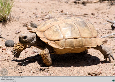 Chaco tortoise