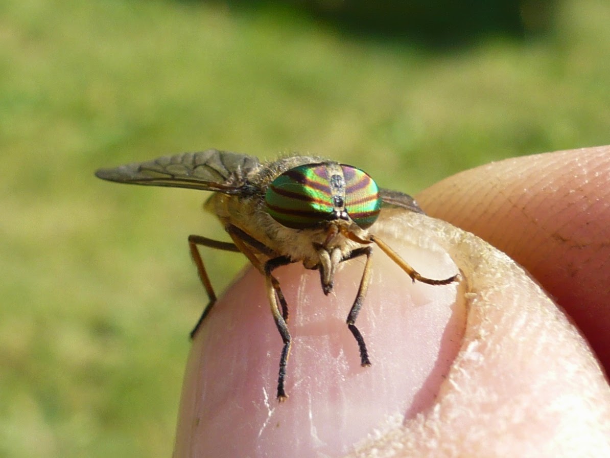 Faune Flore d'Ul: Diptères:mouches-syrphes-moustiques ...
