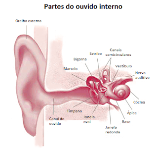 partes do ouvido interno