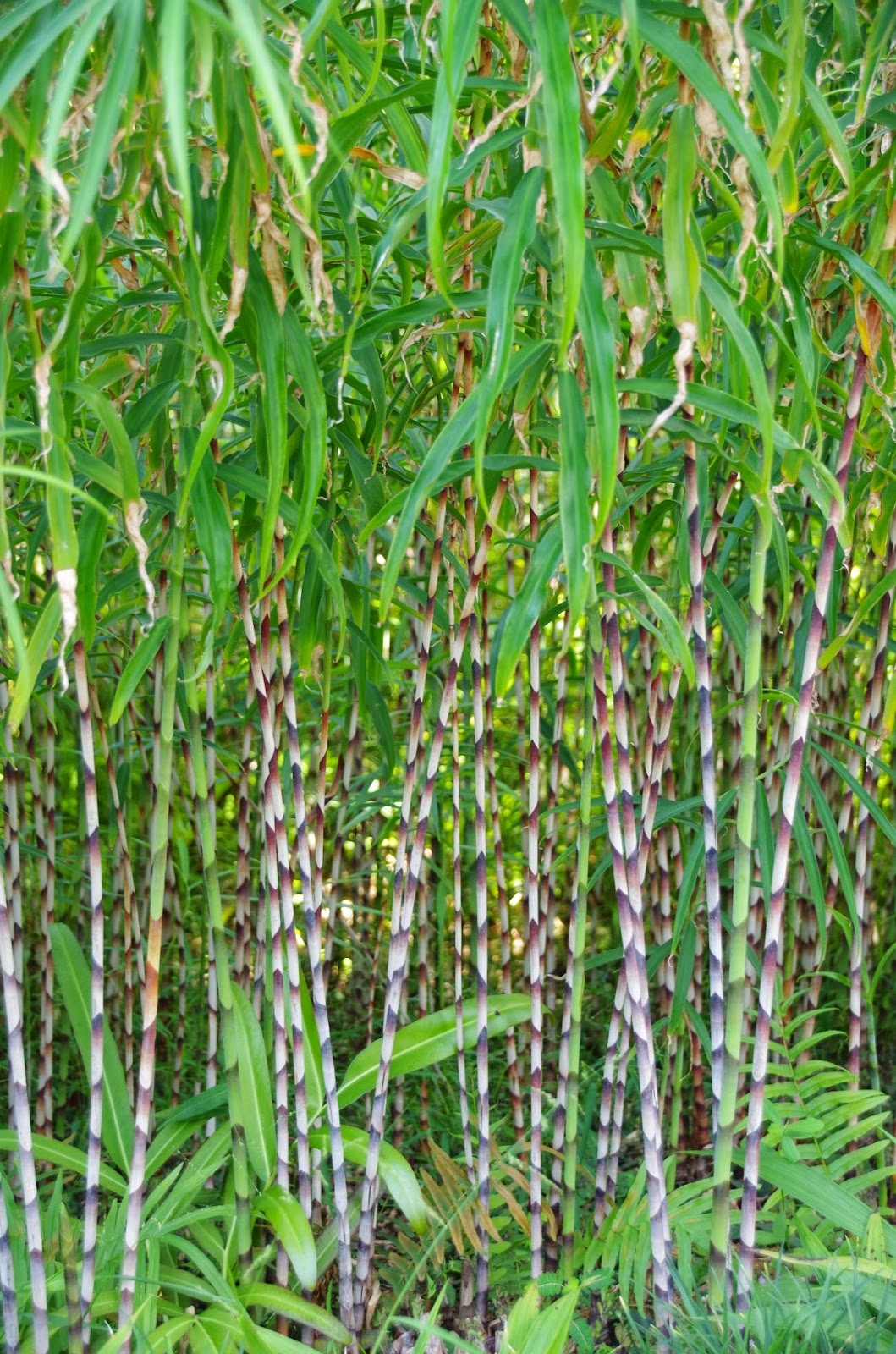 Trees and Plants Bamboo Ginger
