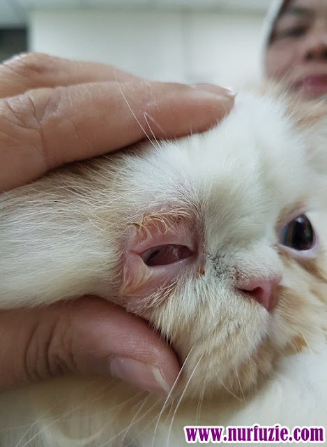 Cara Merawat Sakit Mata Pada Kucing - Nurfuzie.com