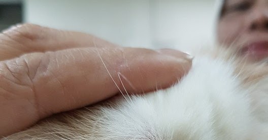 Ubat Sakit Mata Anak Kucing  Ajaran x