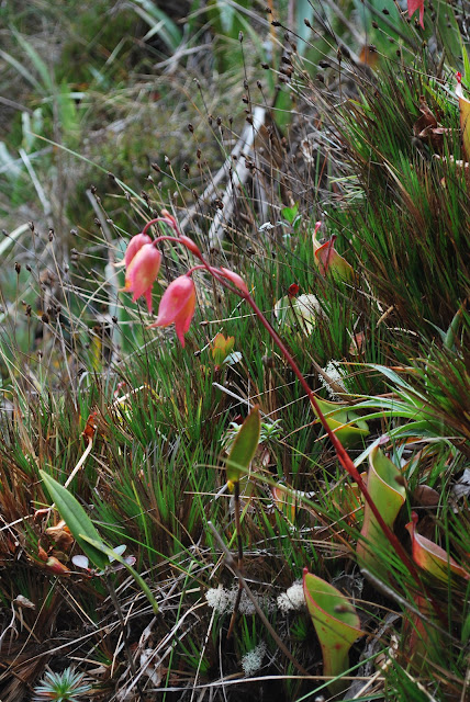 Frucht im farbigen Kelch der Heliamphora nutans Frucht im farbigen Kelch der Heliamphora nutans