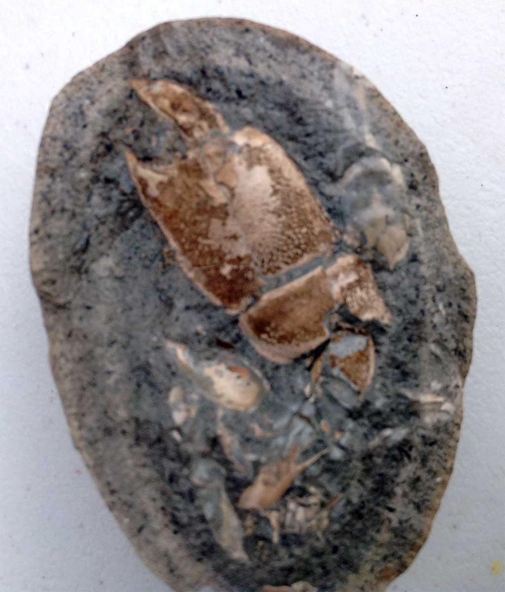 fossil acquired
