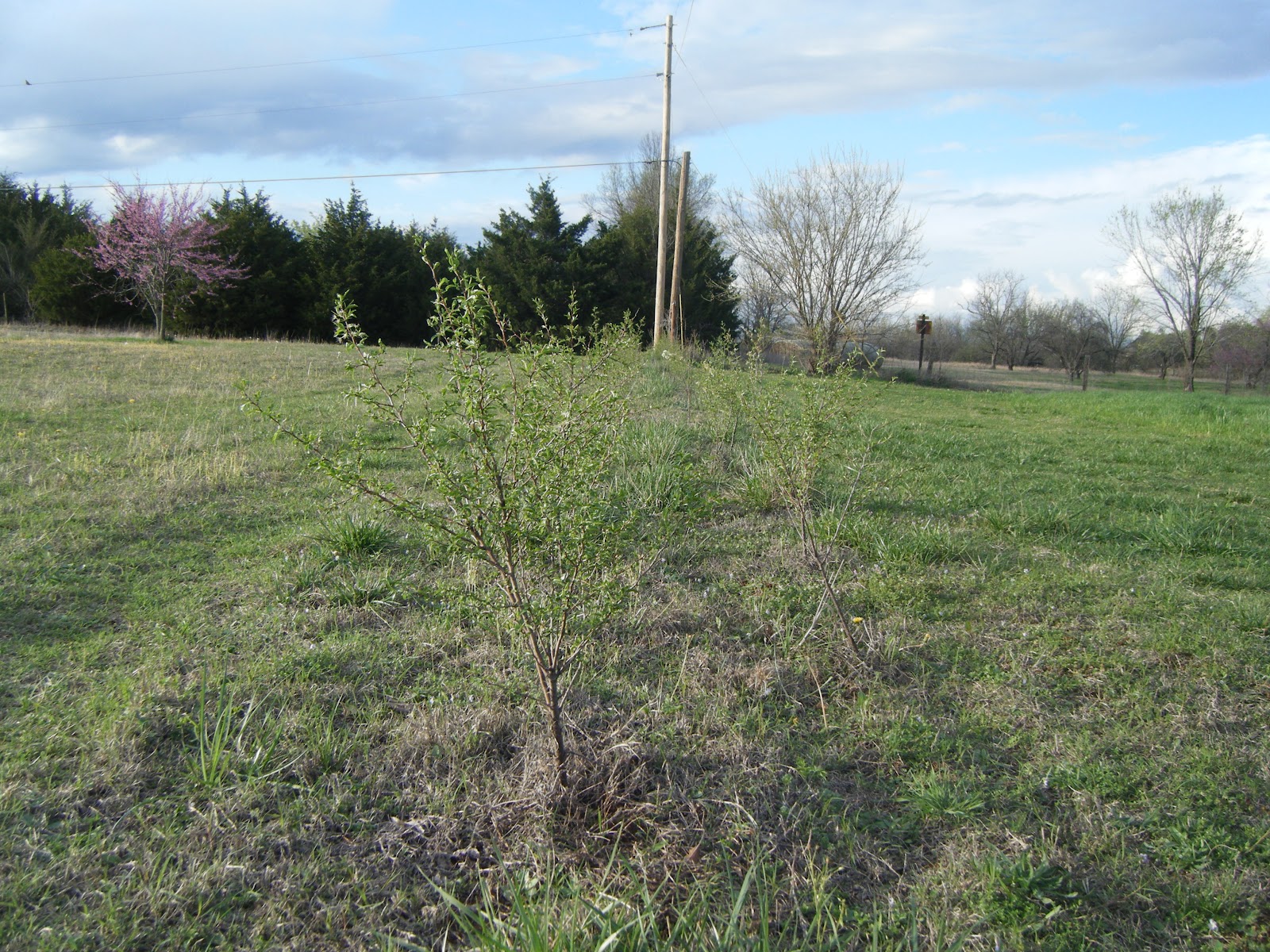 Windy Acres Diary Sand Plums