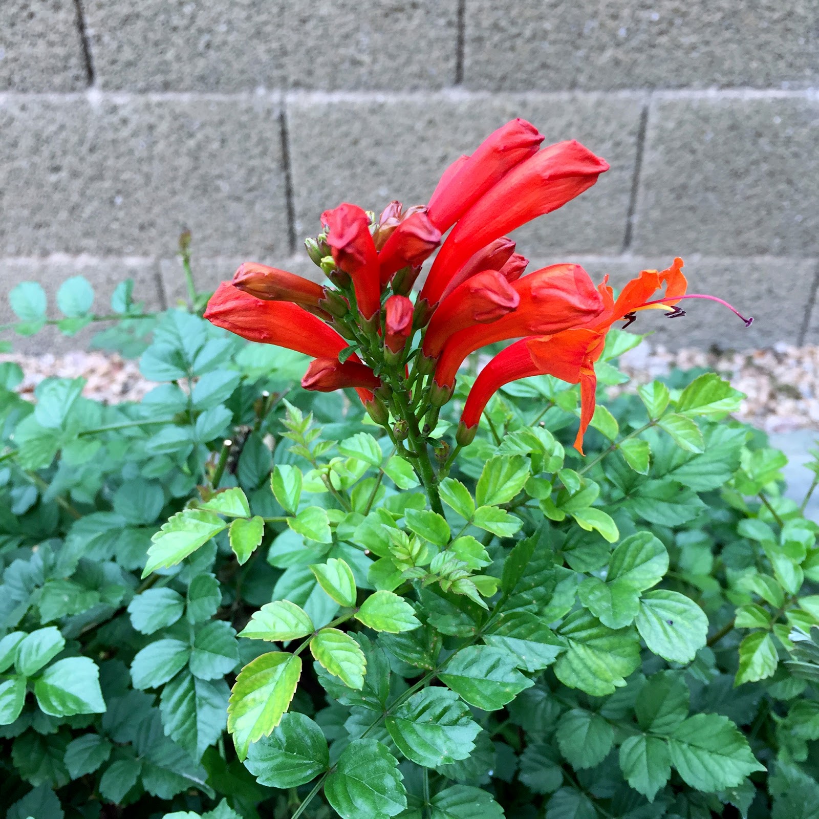 Brad's Tropical Paradise The best flowering plant for Phoenix, Arizona