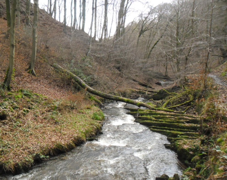 Pat Papertown 2 Carr Wood, near Ashworth Valley