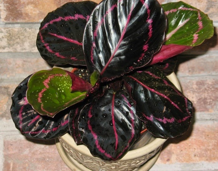 PlantWerkz RosePainted Calathea Calathea Dottie