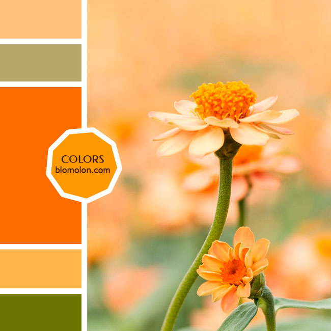 variedad en color 82 variedad_en_color_moodboard_82