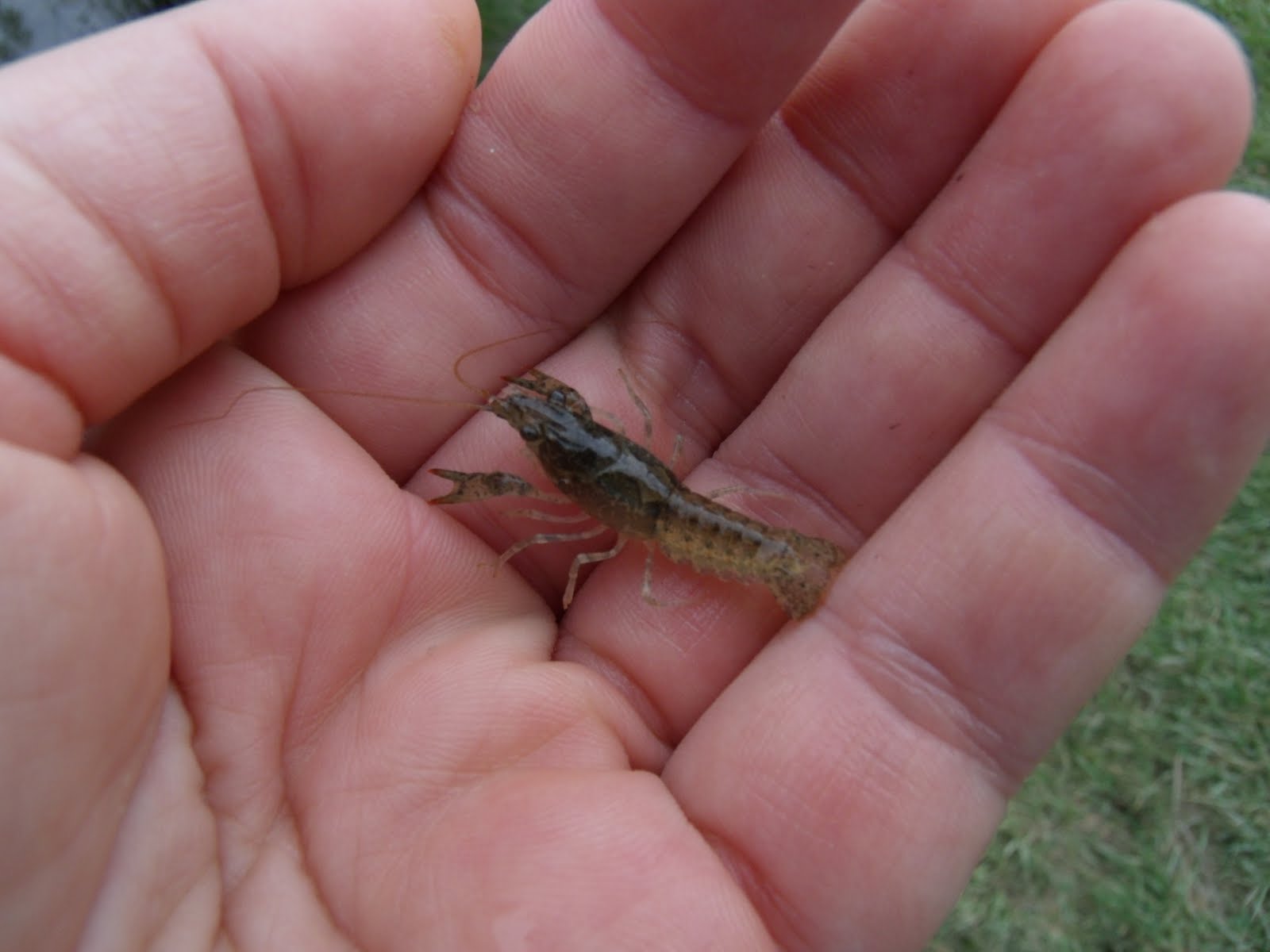 Indy Parks Nature Blog Water DayBaby Cricket Frog