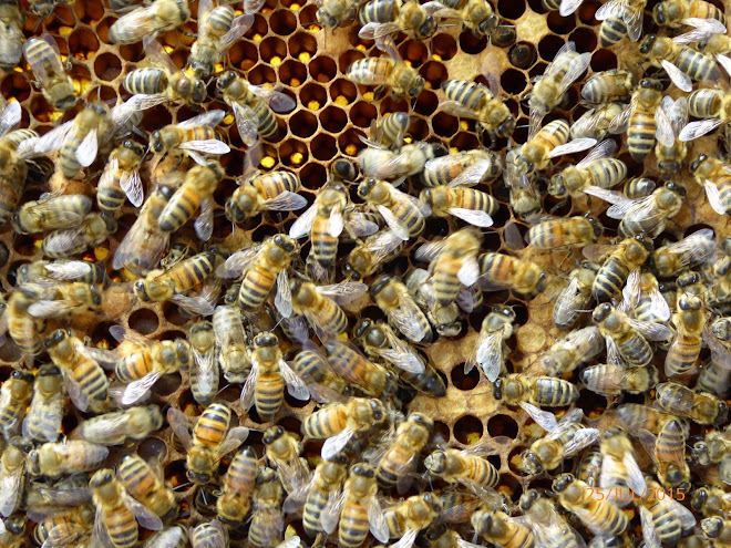 Bees 6