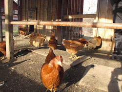 chicken coop hillside pt process homestead