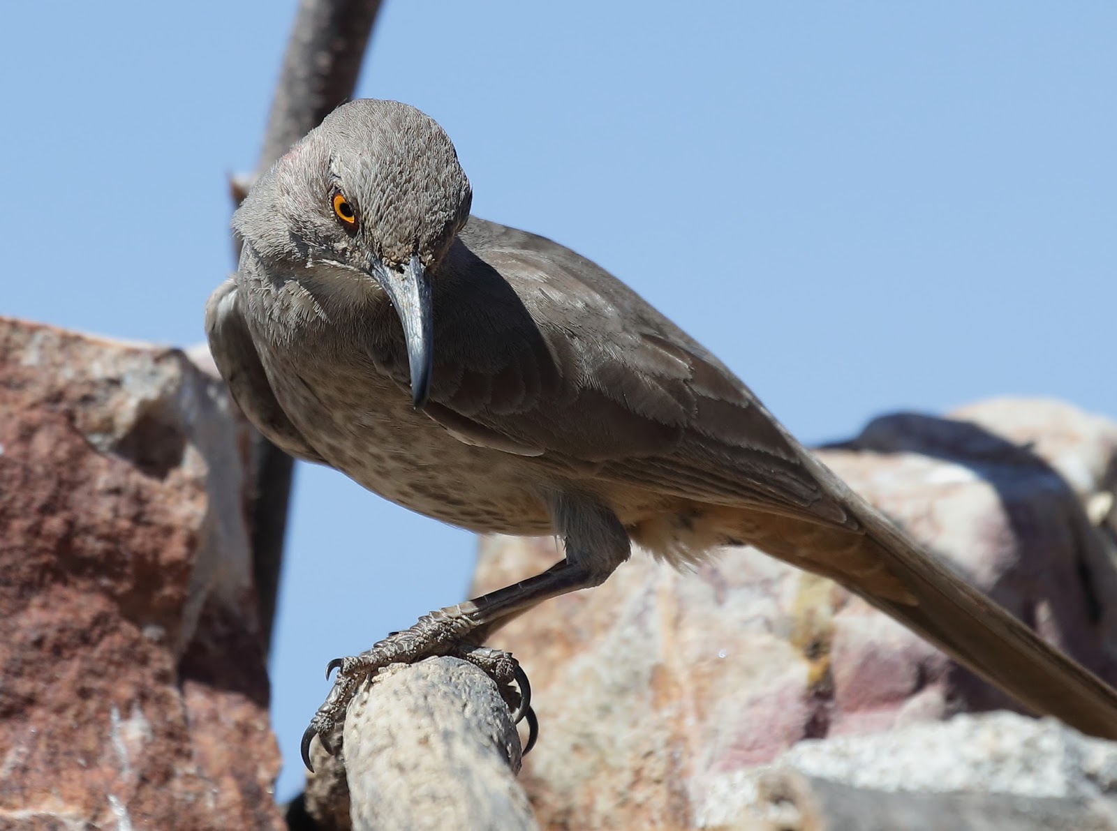 Feather Tailed Stories: Curve-billed Thrasher
