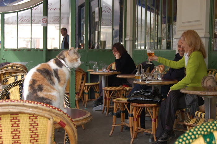 Un chat dans un café?