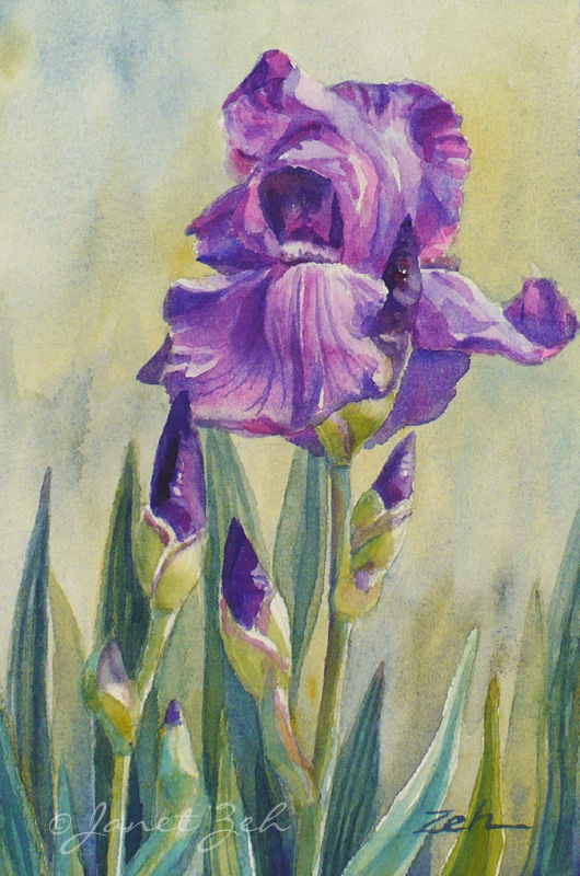 Zeh Original Art Blog Watercolor and Oil Paintings: Purple Iris ...