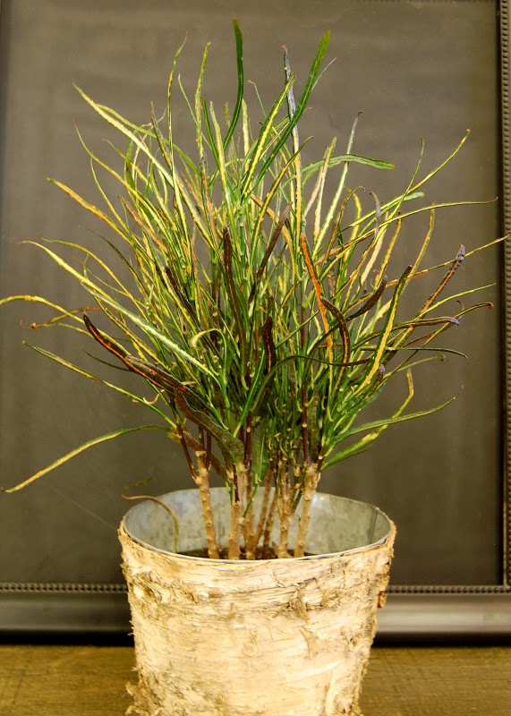 The Indoor Garden The Colorful Picasso's paintbrush croton