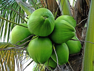 MANFAAT KELAPA HIJAU BAGI KESEHATAN Kelapa Hijau bagi kesehatan