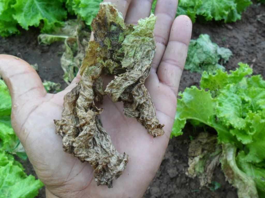 jml SEPTORIOSE ATACA ALFACE EM PEQUENA