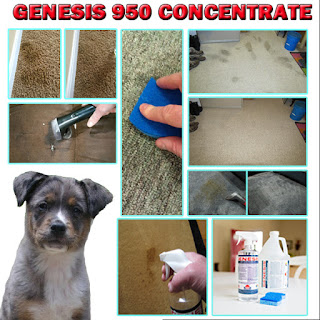 Remove Pet Stains carpet