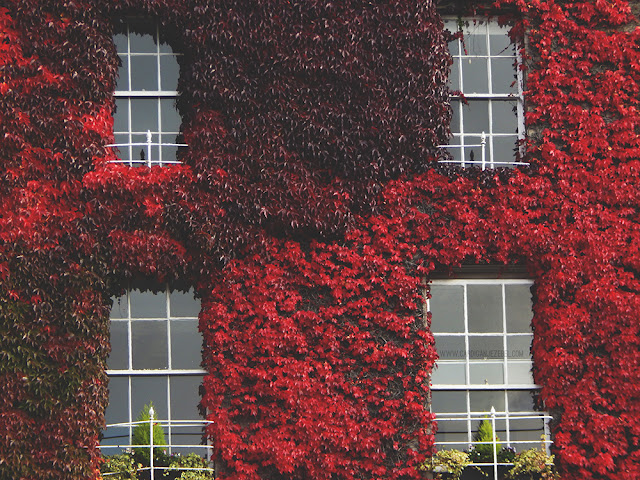 red leaves growing over a building with four windows