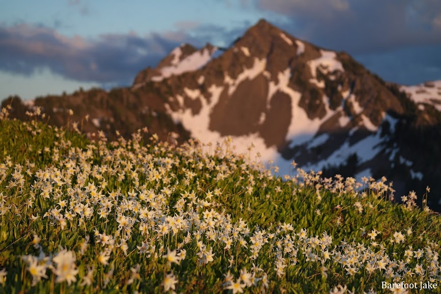 Olympic avalanche lily Avalanche lilies