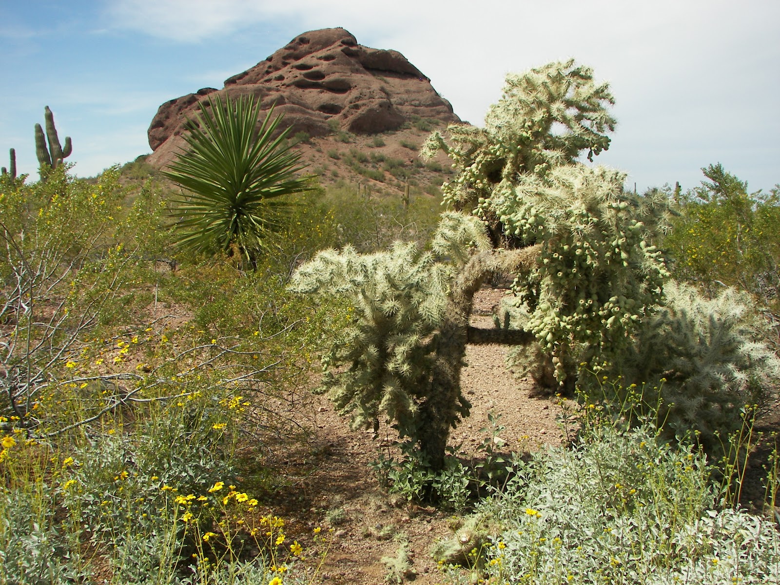 Questions On Dogs and Cats DO ANIMALS GET SUNBURNED?