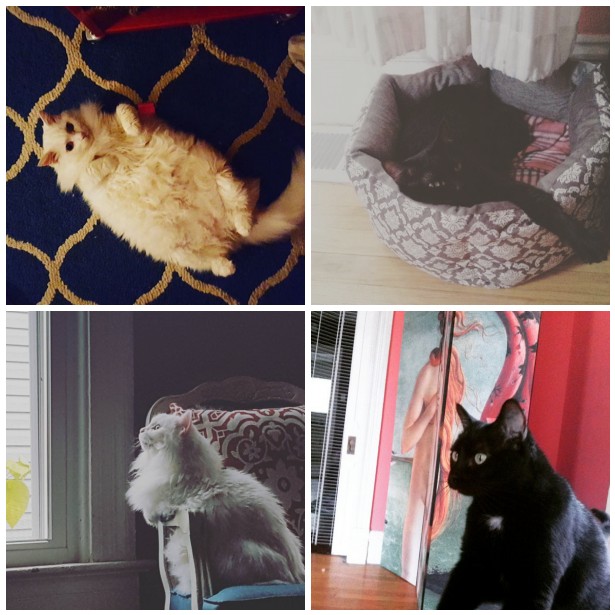 Is your apartment cat-friendly and feline-safe?