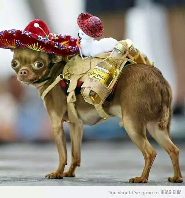 aprender mas es divertirse: perritos graciosos