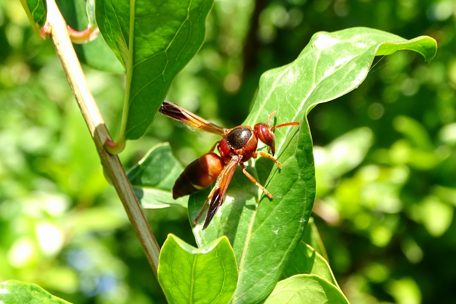 FOTOBOMBUS EL BLOG DE LAS ABEJAS, AVISPAS Y HORMIGAS: AVISPAS SOLITARIAS