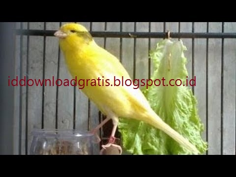 48+ Suara burung kenari gacor mp3 free download terupdate