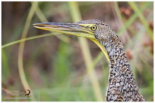 Bare-throated Tiger Heron (Tigrisoma mexicanum) - juvenile