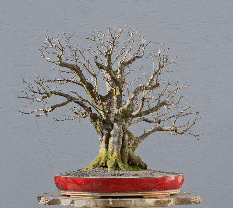 Walter Pall Bonsai Adventures Wild Cherry 23