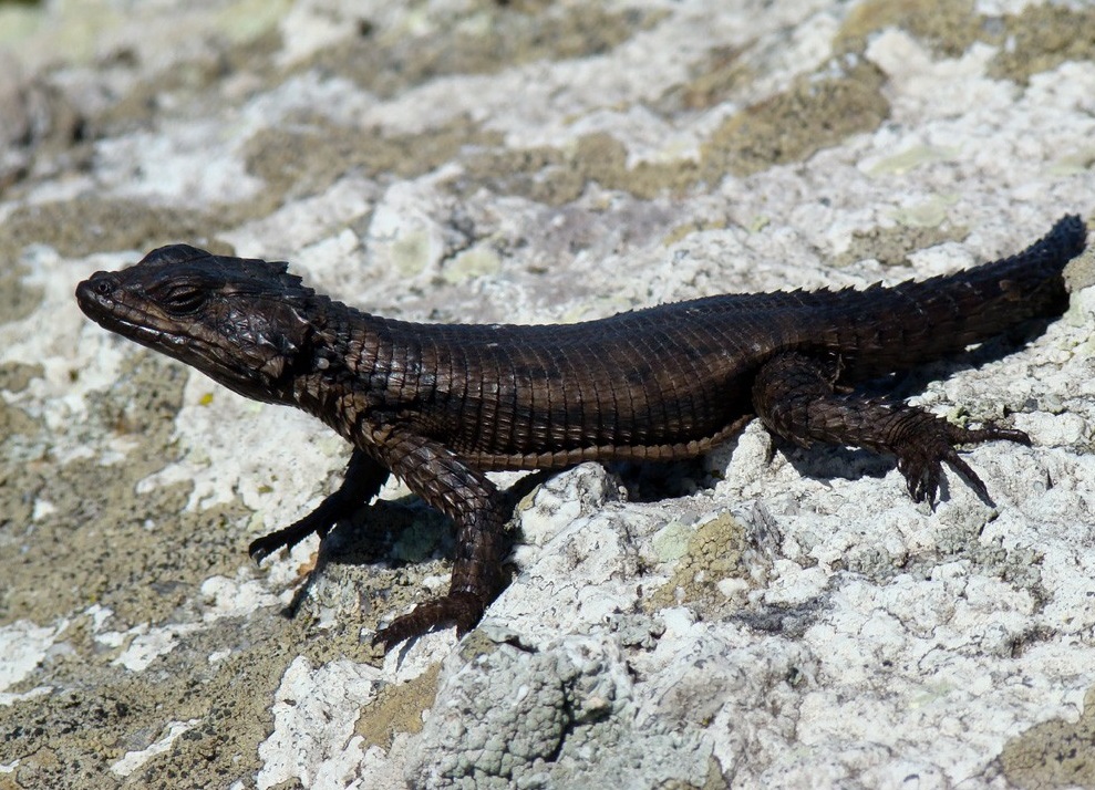 Reptiles World