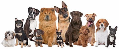 Perros