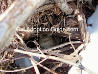 Feral cat in thicket den