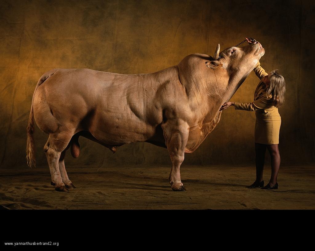 Yann Arthus-Bertrand: Fine and Furry Farm Animal Portraits