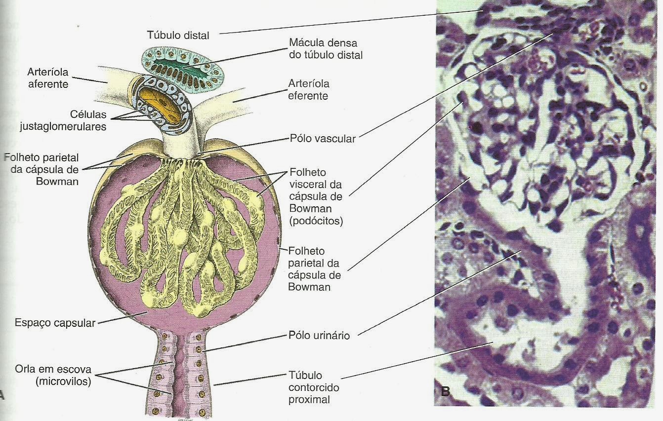Histologia Sistema Urinário Histologia Sistema Urinário