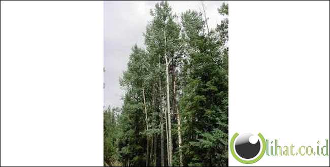 Populus tremuloides atau quaking aspen Populus tremuloides atau quaking aspen