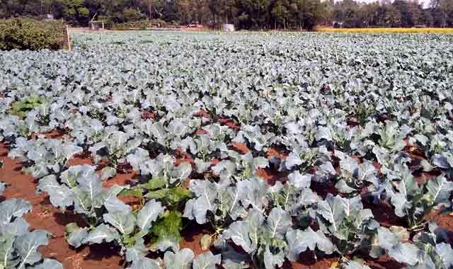 Farmers get success in cultivating Ghatail vegetables ঘাটাইলে সবজি চাষে সাফল্য পাচ্ছেন চাষীরা